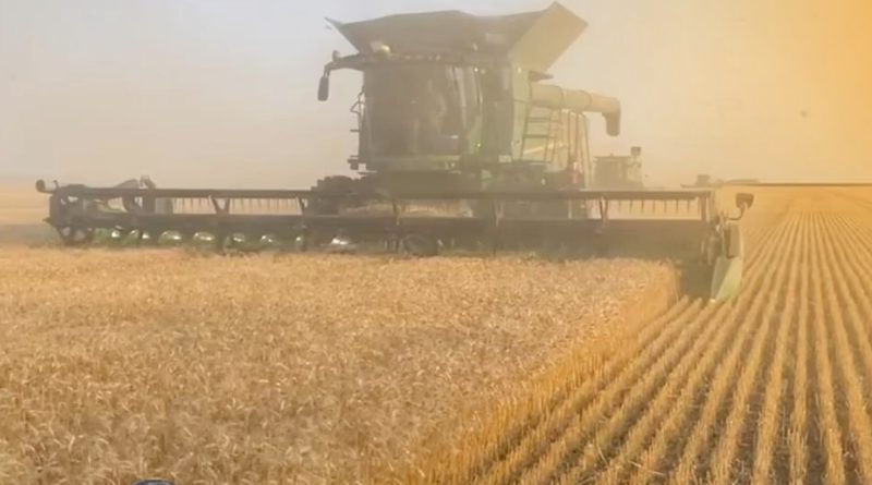 Jonas Nielsen Helps Experiences Wheat Harvest in Minnesota