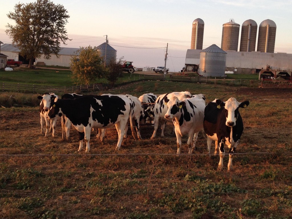 CAEP Dairy Training Program CAEP Blog