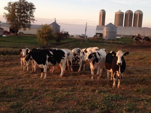 CAEP Dairy Training Program