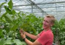 From Nebraska to the Netherlands, Meet CAEP Horticulture Intern Crayton Koranda